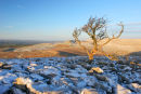 07-0843 Dawn Winter Light and Tree on a Karst Landscape, Scales Moor, Yorkshire Dales
